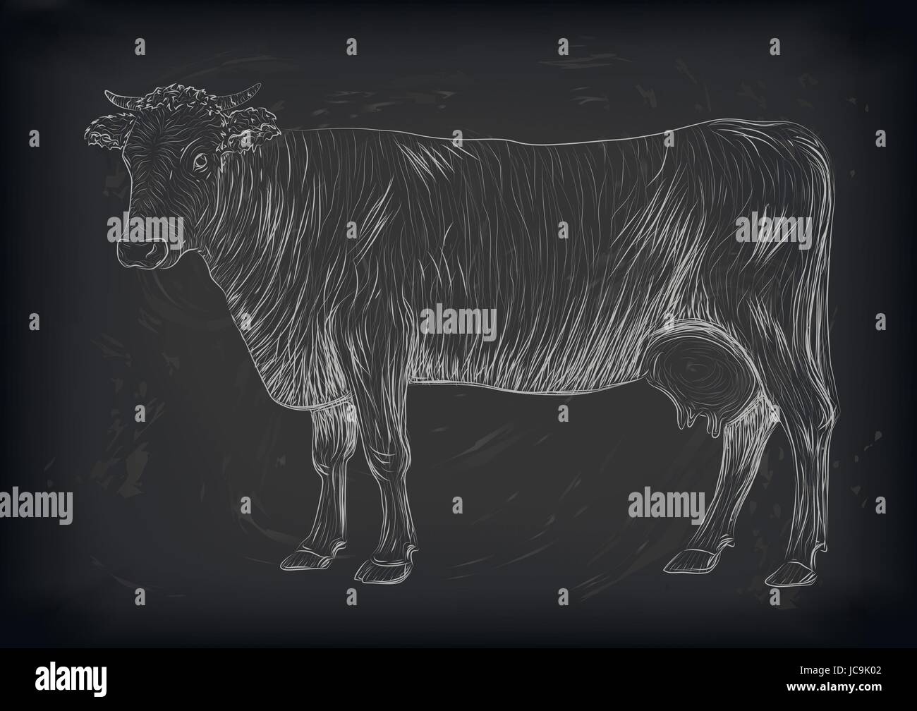 Vacca, Vitello, bull muso grazioso animale mammiferi che vivono a tutta lunghezza intera. Il vettore verticale lato closeup Visualizza profilo chalk cartello bianco bella icona insegna l Illustrazione Vettoriale