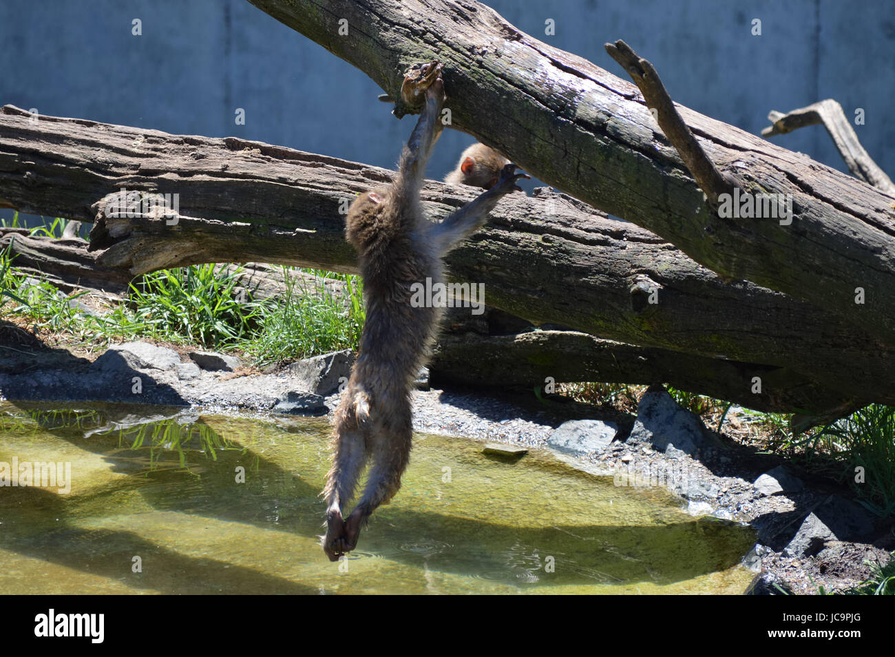 Snow monkey giocare in acqua Foto Stock