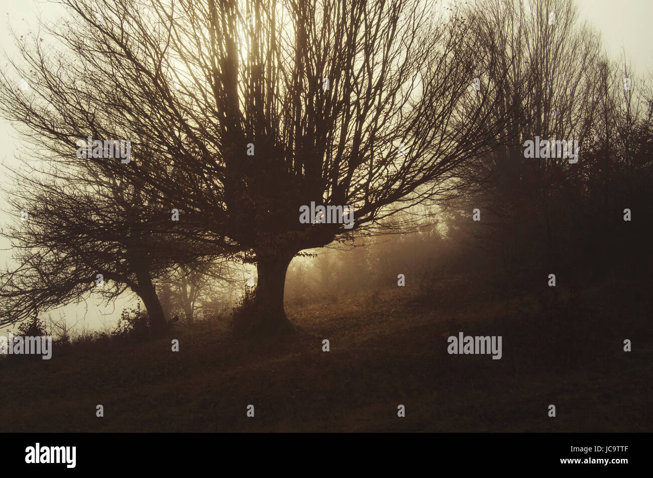 Dark misterioso paesaggio con sagome ad albero nella nebbia Foto Stock
