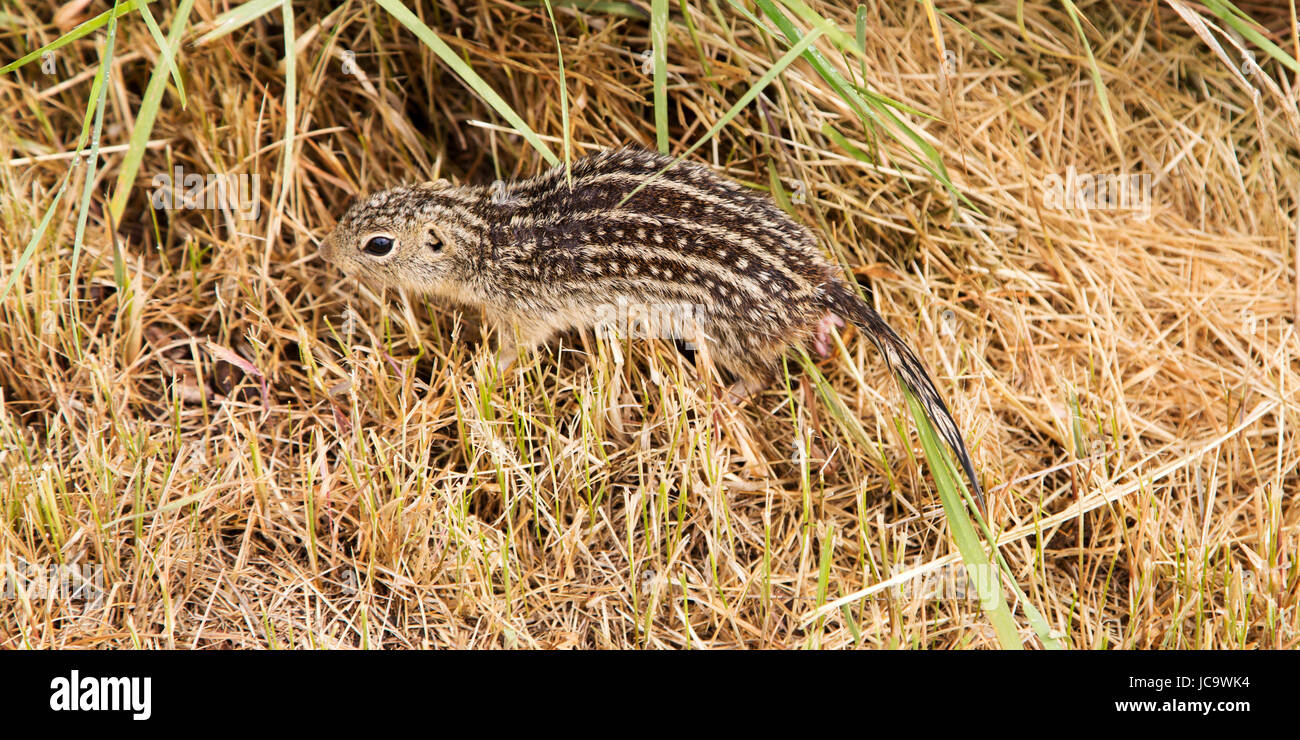Un tredici foderato di scoiattolo di terra, noto anche come striped gopher, in Alberta, Canada. L'animale è anche conosciuta come la terra di leopard scoiattolo (Ictidom Foto Stock