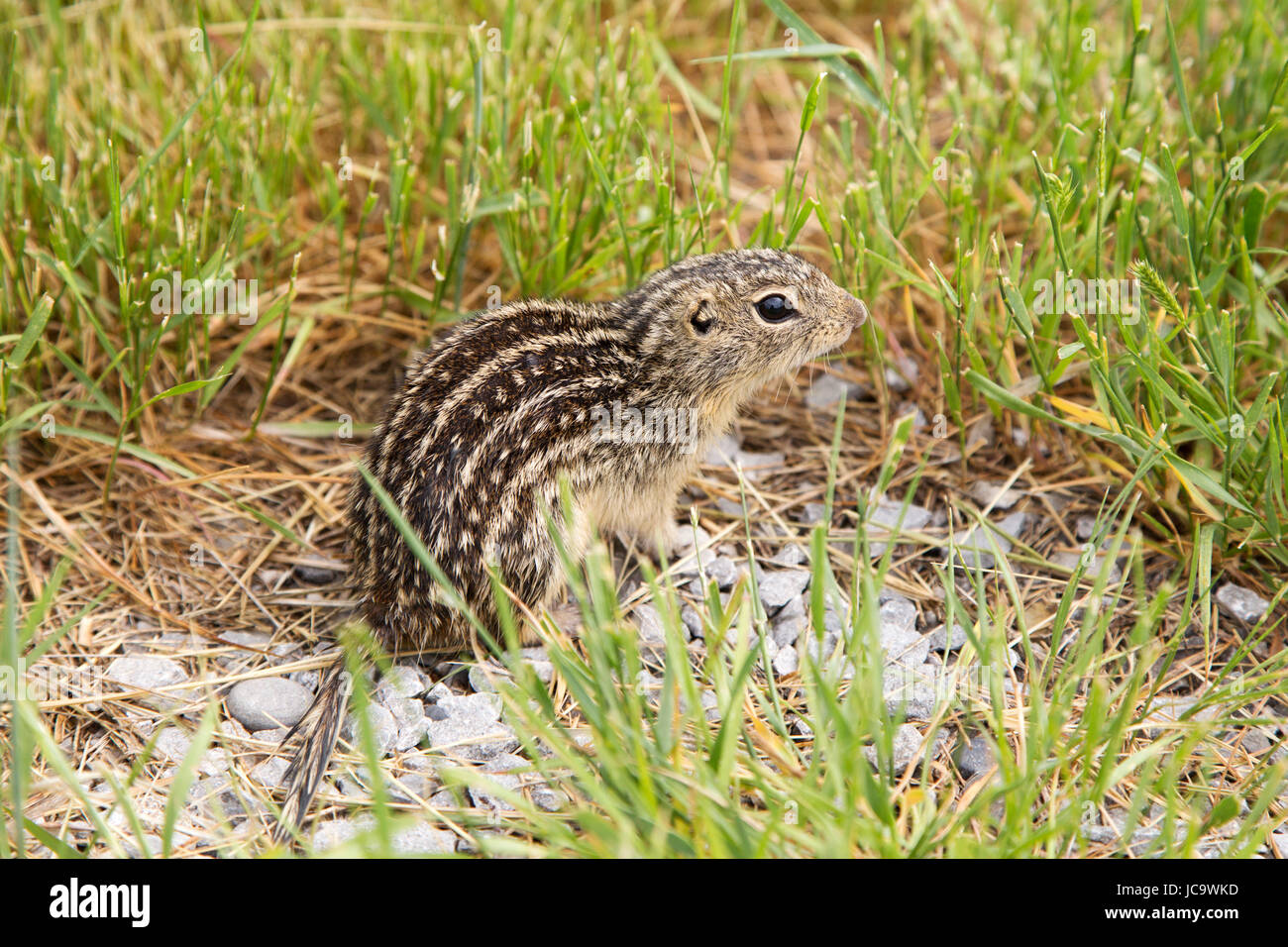 Un tredici foderato di scoiattolo di terra, noto anche come striped gopher, in Alberta, Canada. L'animale è anche conosciuta come la terra di leopard scoiattolo (Ictidom Foto Stock