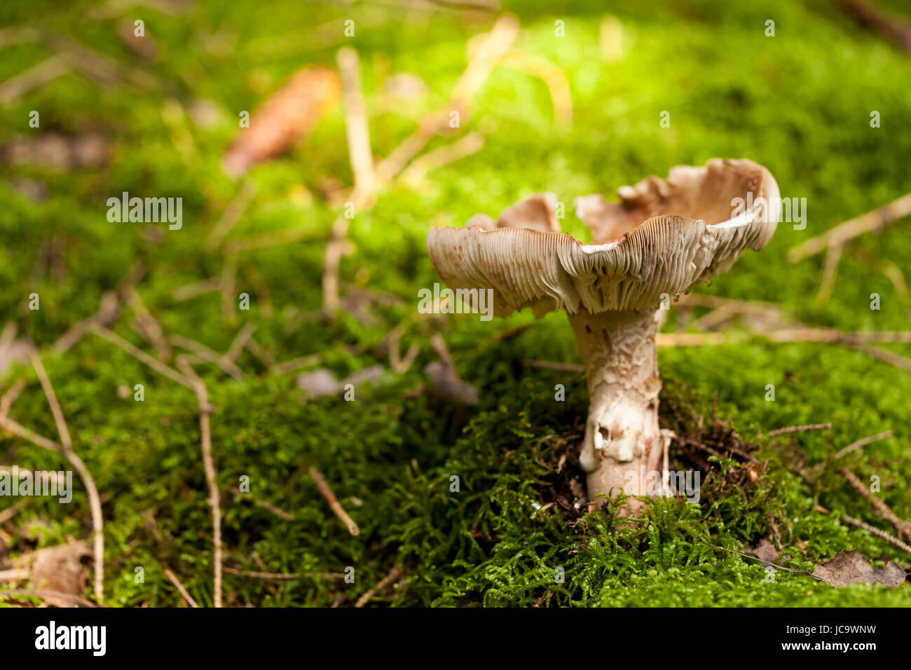Wilder Pilz wächst in einem Wald mit circuizione markant gefleckten Kappe auf moosigem Waldboden als Nahaufnahme Foto Stock