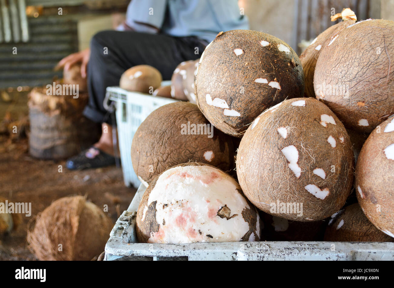 Elaborazione di cocco prodotti agricoli degli agricoltori in Thailandia. Foto Stock