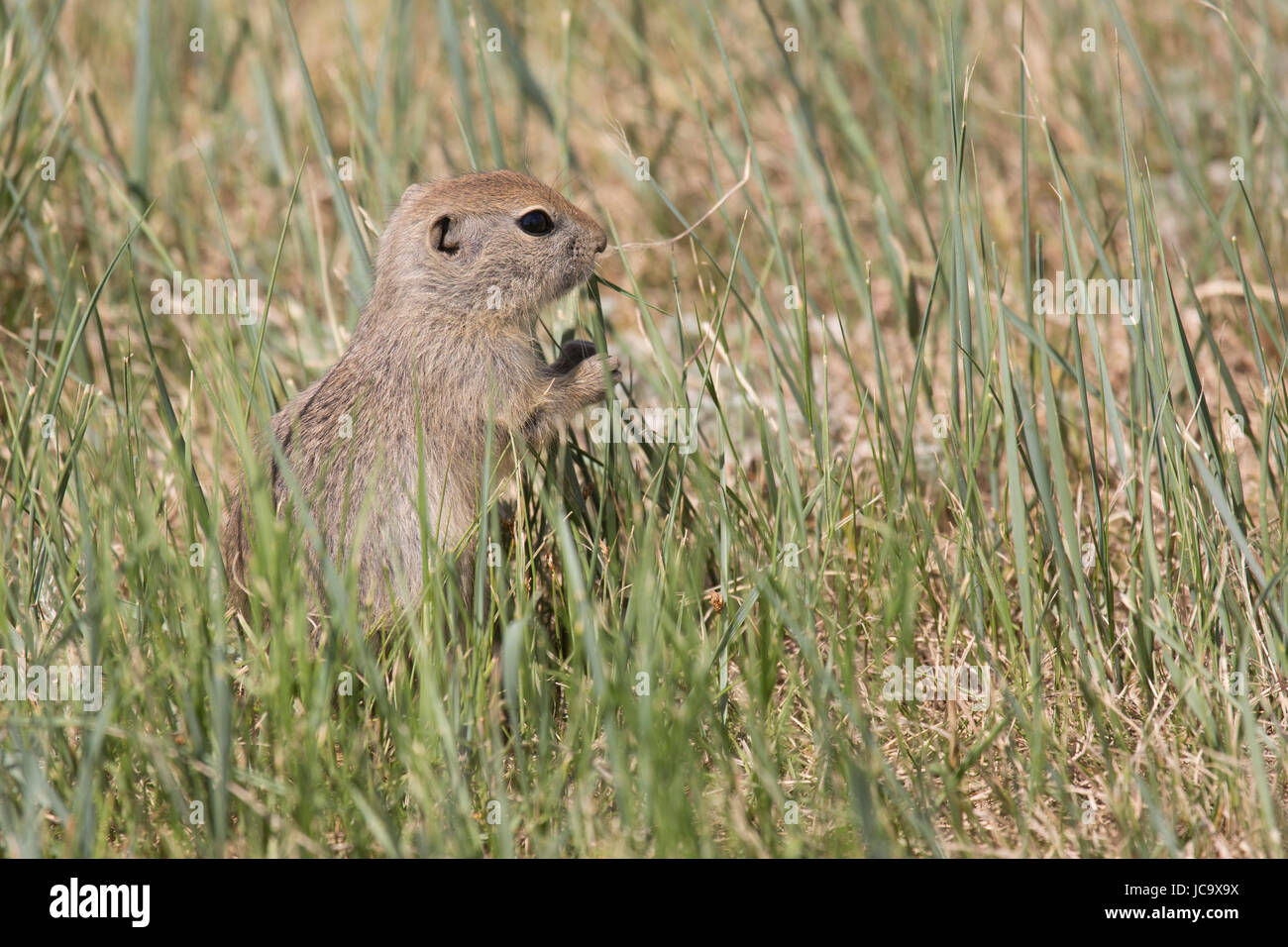 Un gopher, noto anche come Richardson di scoiattolo di terra, a Horsethief Canyon in Alberta, Canada. Foto Stock