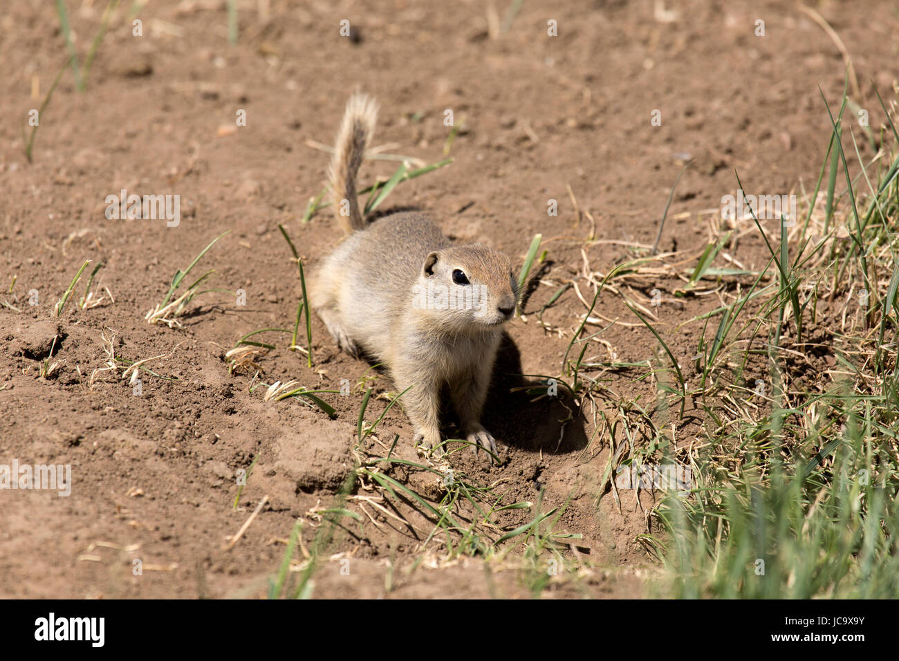 Un gopher, noto anche come Richardson di scoiattolo di terra, a Horsethief Canyon in Alberta, Canada. Foto Stock
