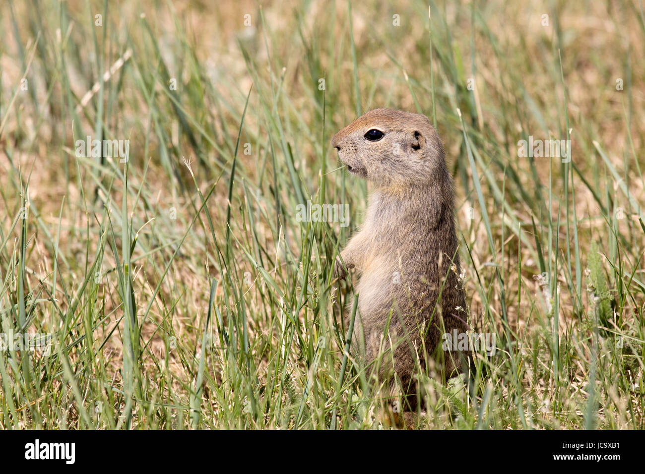 Un gopher, noto anche come Richardson di scoiattolo di terra, a Horsethief Canyon in Alberta, Canada. Foto Stock