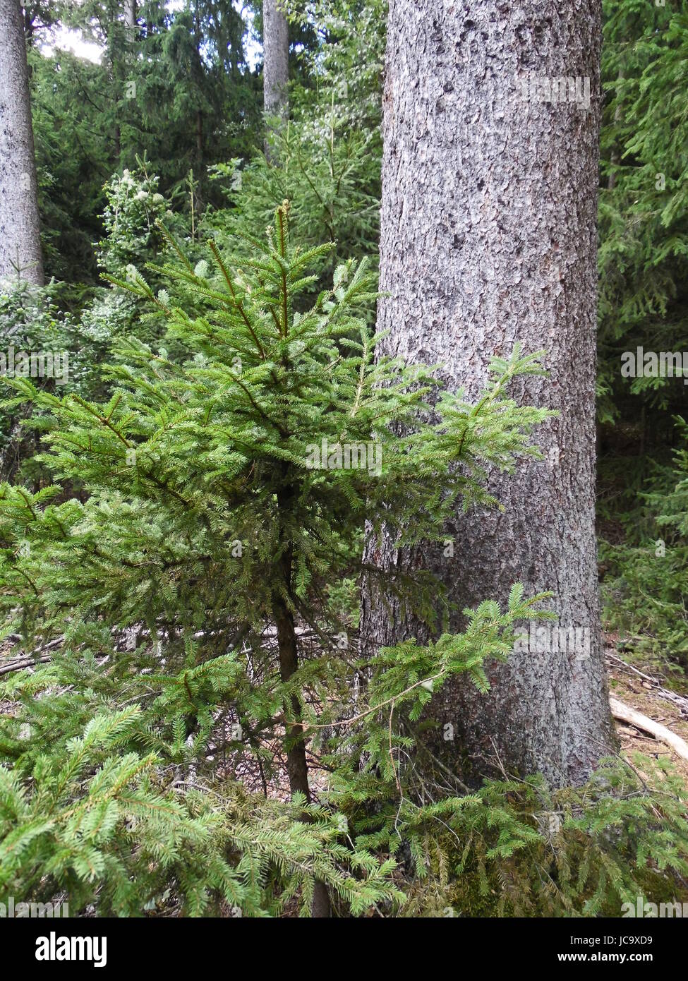 socchiuso Foto Stock