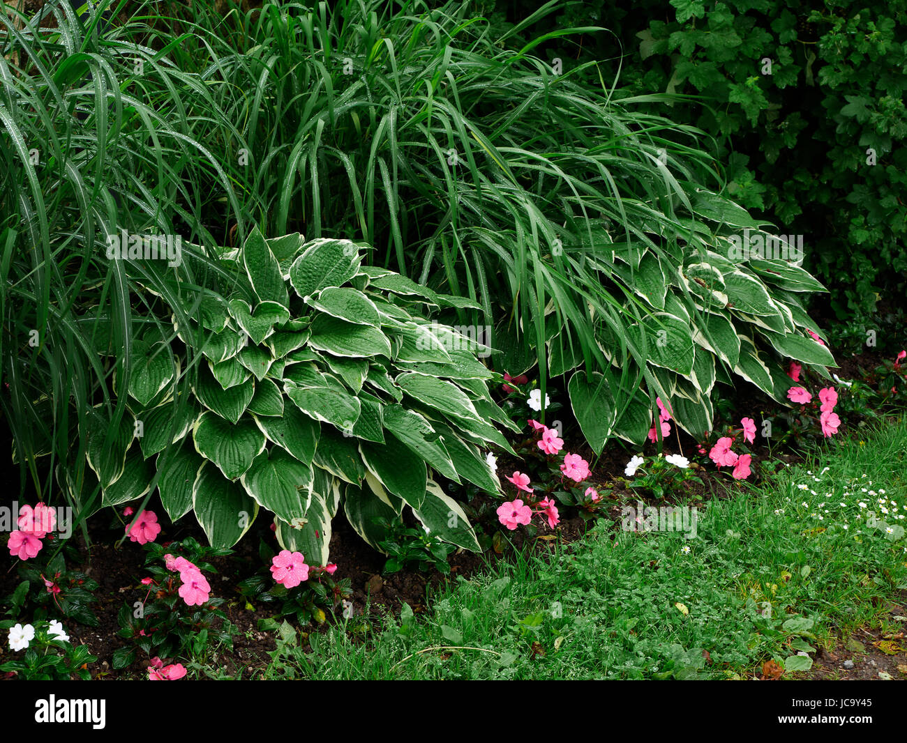 Hosta crispula (nomi comuni : fragrante giglio piantaggine; Piantaggine giglio), la frontiera del percorso del giardino. Foto Stock
