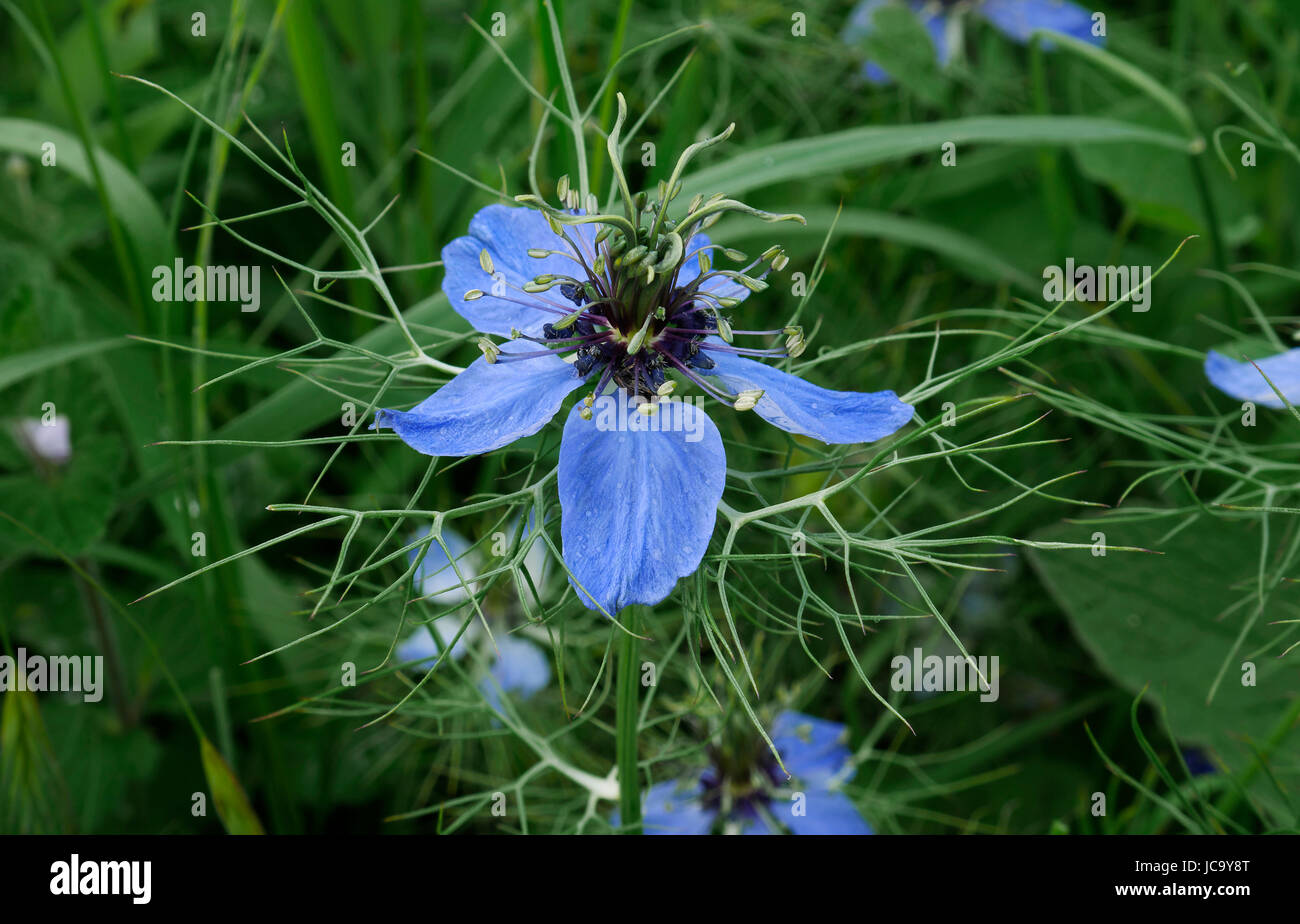 Amore in una nebbia fiore (Nigella damascena) in un giardino. Foto Stock