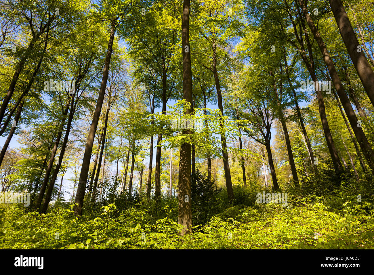 Germania, la zona della Ruhr, molla in una foresta all'Ruhrhoehenweg nel Ardey montagne vicino Wetter. Foto Stock