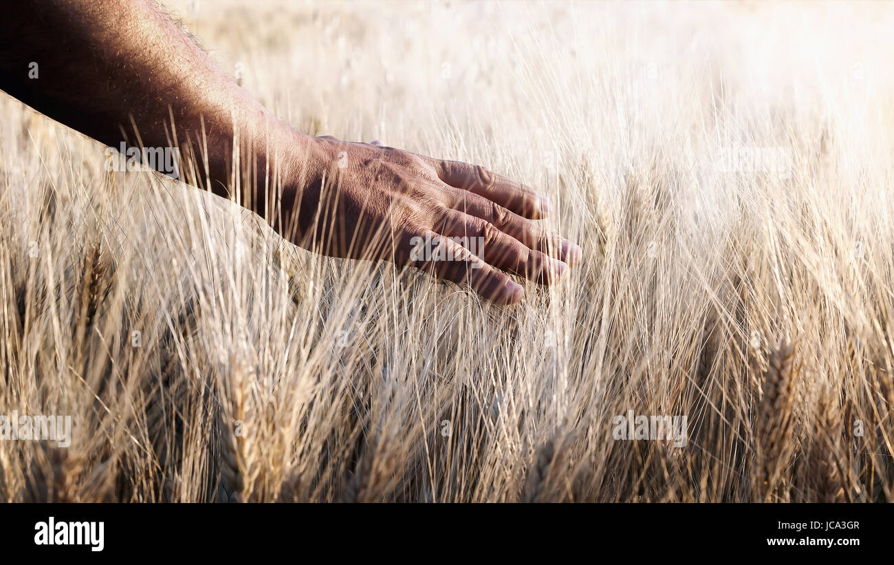 Campo di grano coltivato e una mano accarezza le steli di grano in controluce. Foto Stock