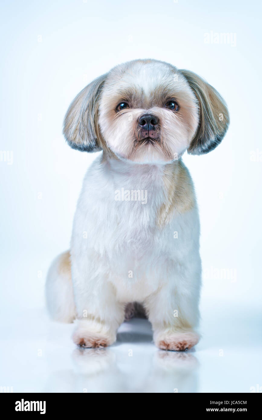 Shih tzu cane con capelli corti dopo la toelettatura vista frontale. Su di un bianco luminoso e sfondo blu. Foto Stock