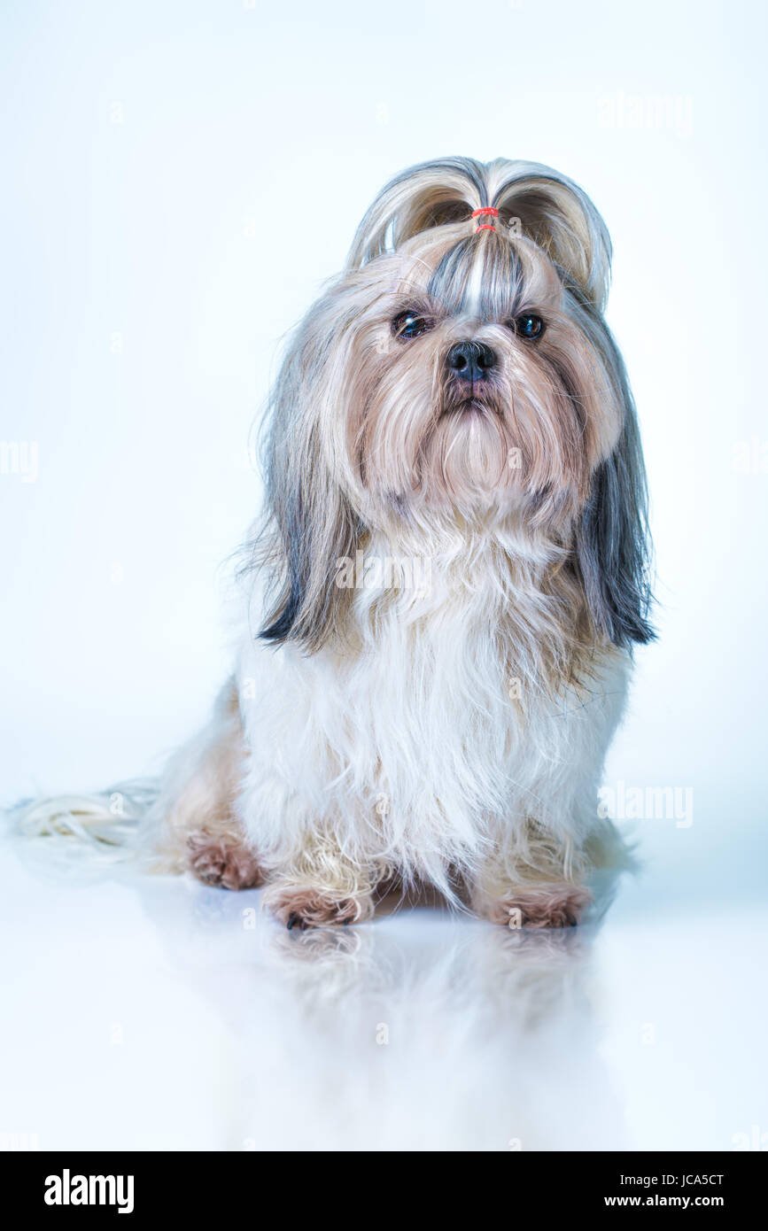 Shih tzu cane con capelli lunghi in vista frontale. Su di un bianco luminoso e sfondo blu. Foto Stock
