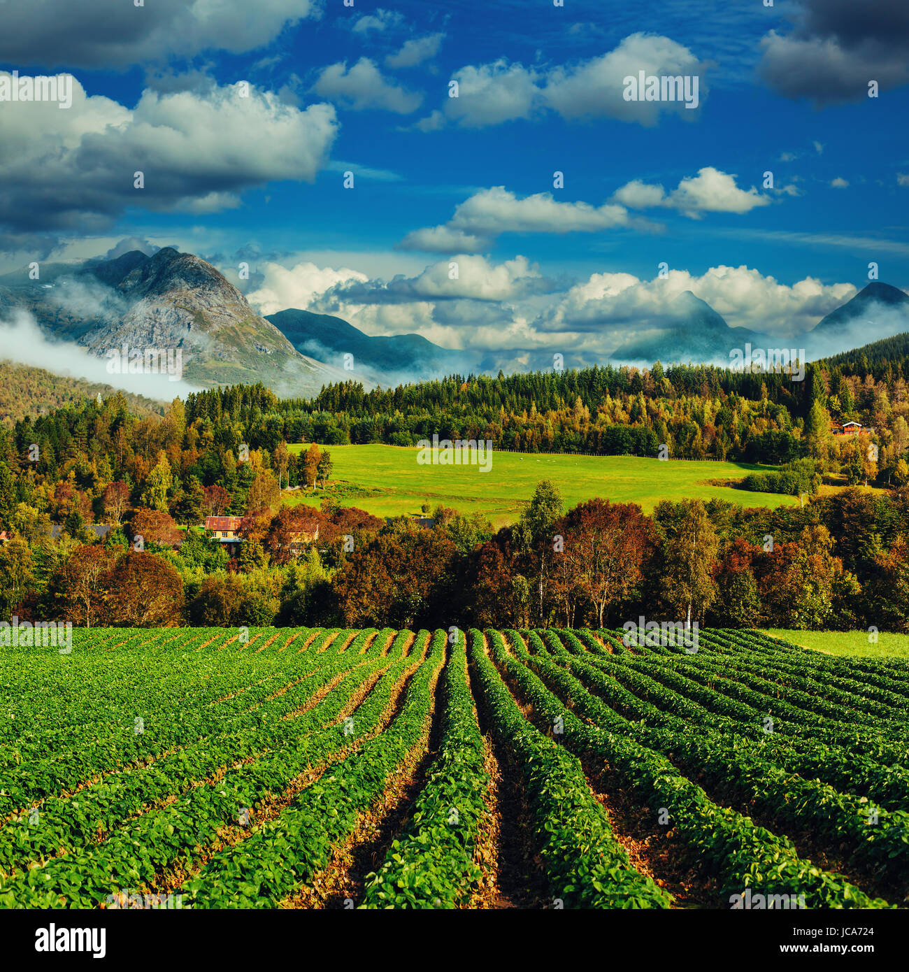 Bellissima la Norvegia paesaggio. Le fragole di campo in primo piano. Foto Stock