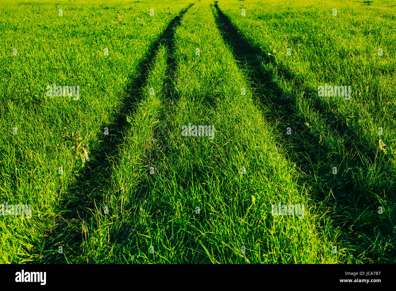 Campo estivo con fresco verde erba e profonda traccia auto Foto Stock