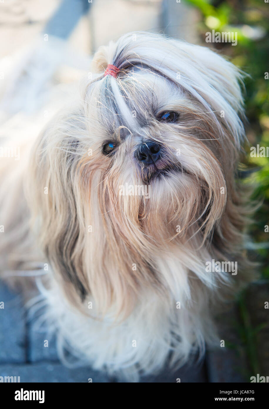 Shih tzu cane ritratto all'aperto Foto Stock