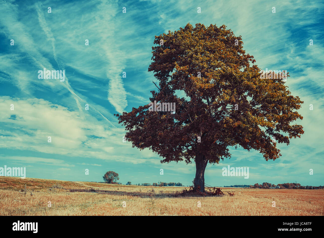 Grande albero solitario sul campo di autunno sul cielo blu sullo sfondo Foto Stock