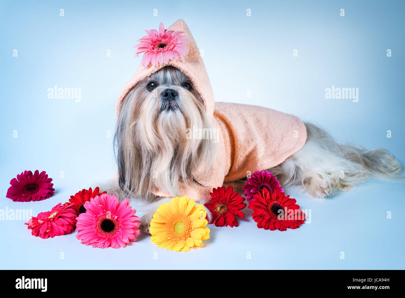 Shih tzu cane in accappatoio rosa giacente con fiori. Relax e buon profumo spa concept. Foto Stock