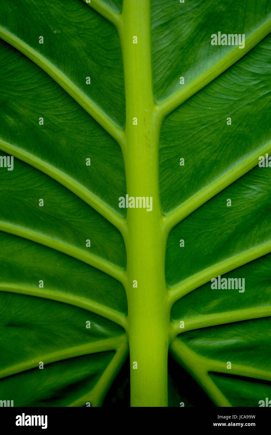 La Pianta Di Colocasia Dell'orecchio Di Elefante Fotografia Stock - Immagine Di Crescere - Foto 8