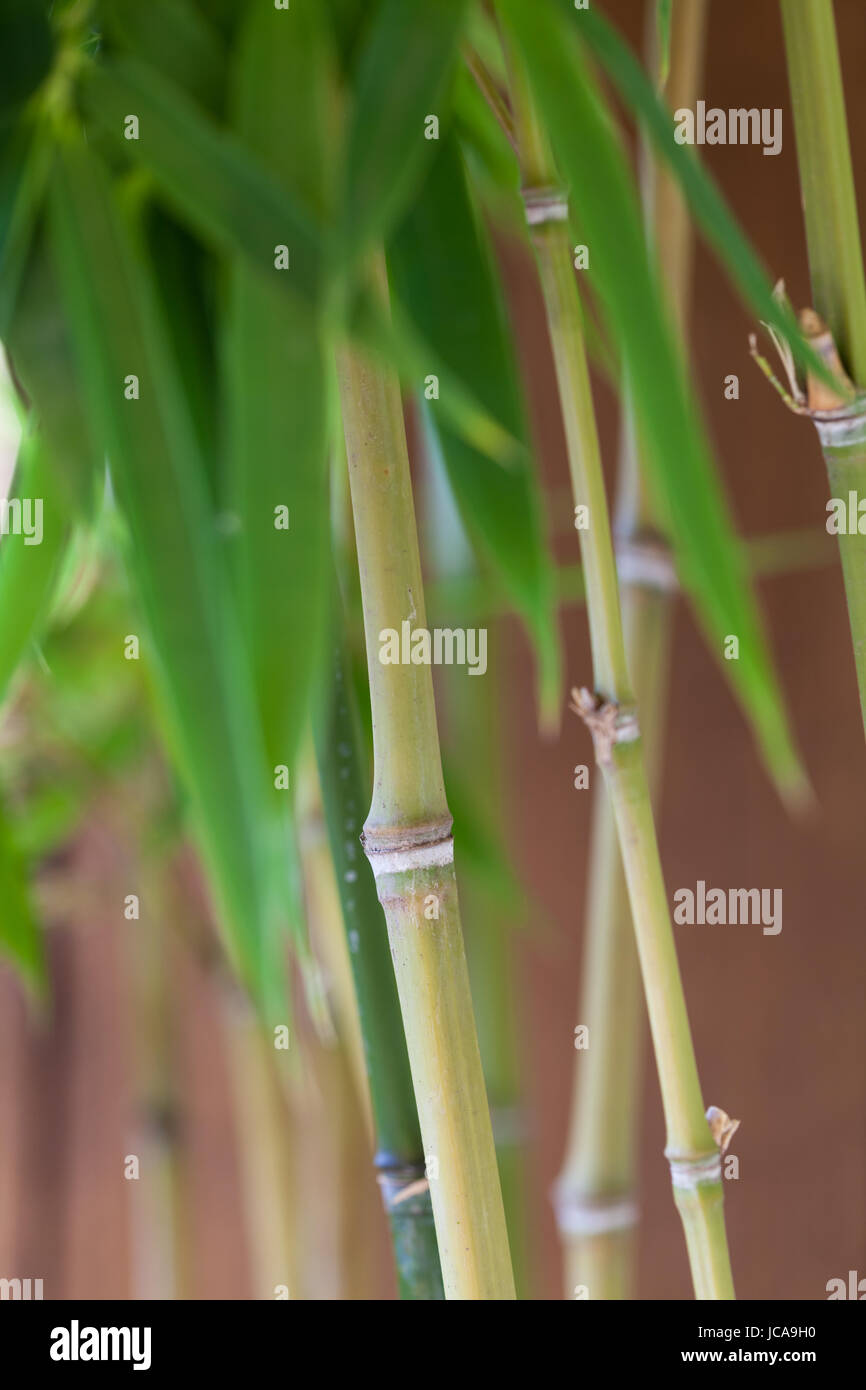 Frische grünen Blätter von Bambus Zierbambus und Stamm vor Blauem Himmel Nahaufnahme Foto Stock