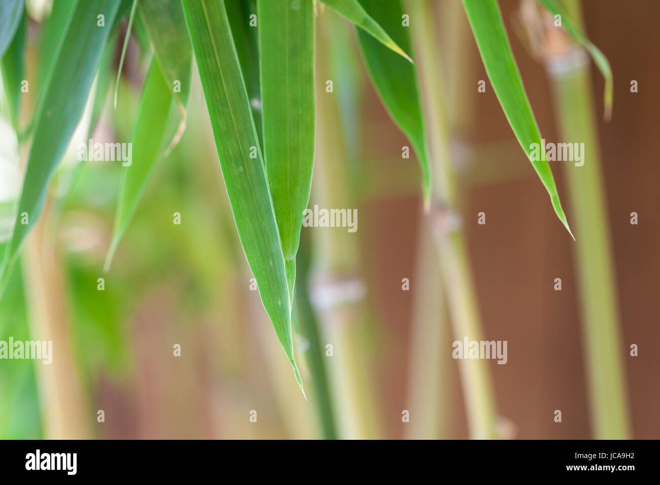 Frische grünen Blätter von Bambus Zierbambus und Stamm vor Blauem Himmel Nahaufnahme Foto Stock