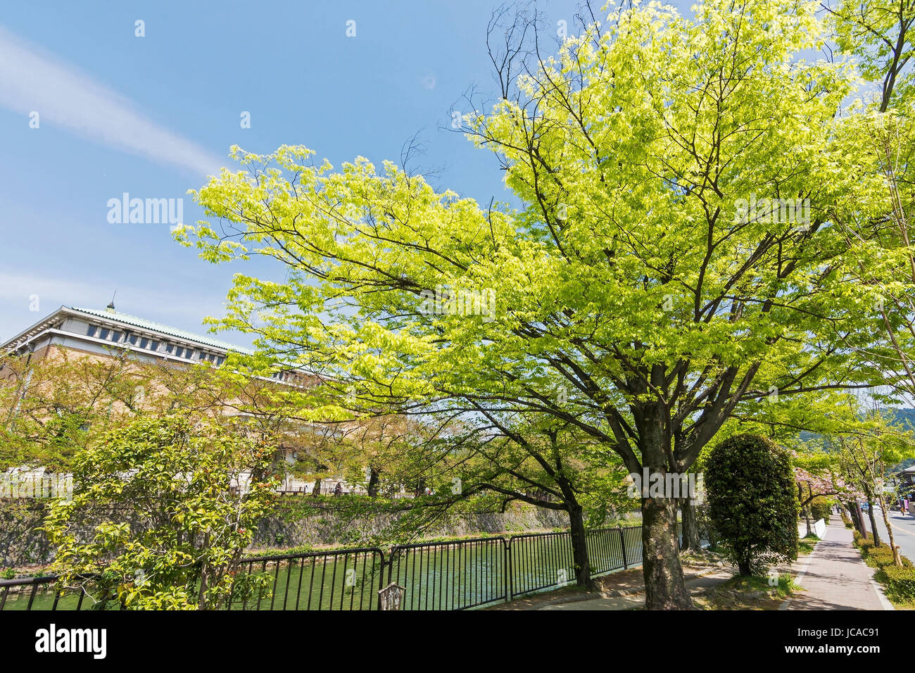 Verde smeraldo di ciliegi accanto al flusso accanto al Kyoto Municipal Museum of Art di Kyoto. Foto Stock
