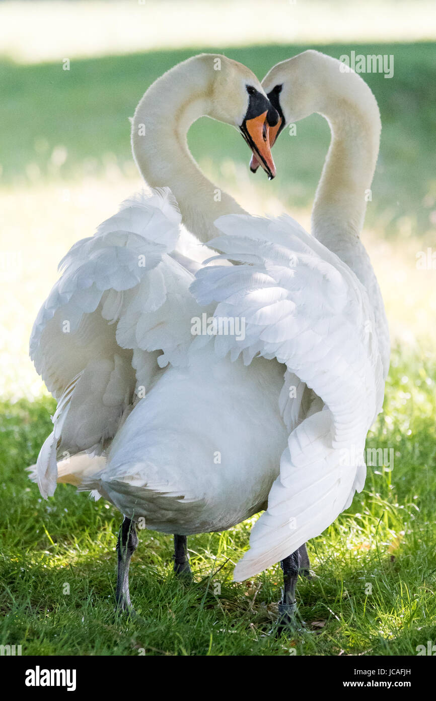 Cigni forma a forma di cuore con i loro colli durante un rituale di corteggiamento in Bushy Park, West London, Regno Unito Foto Stock