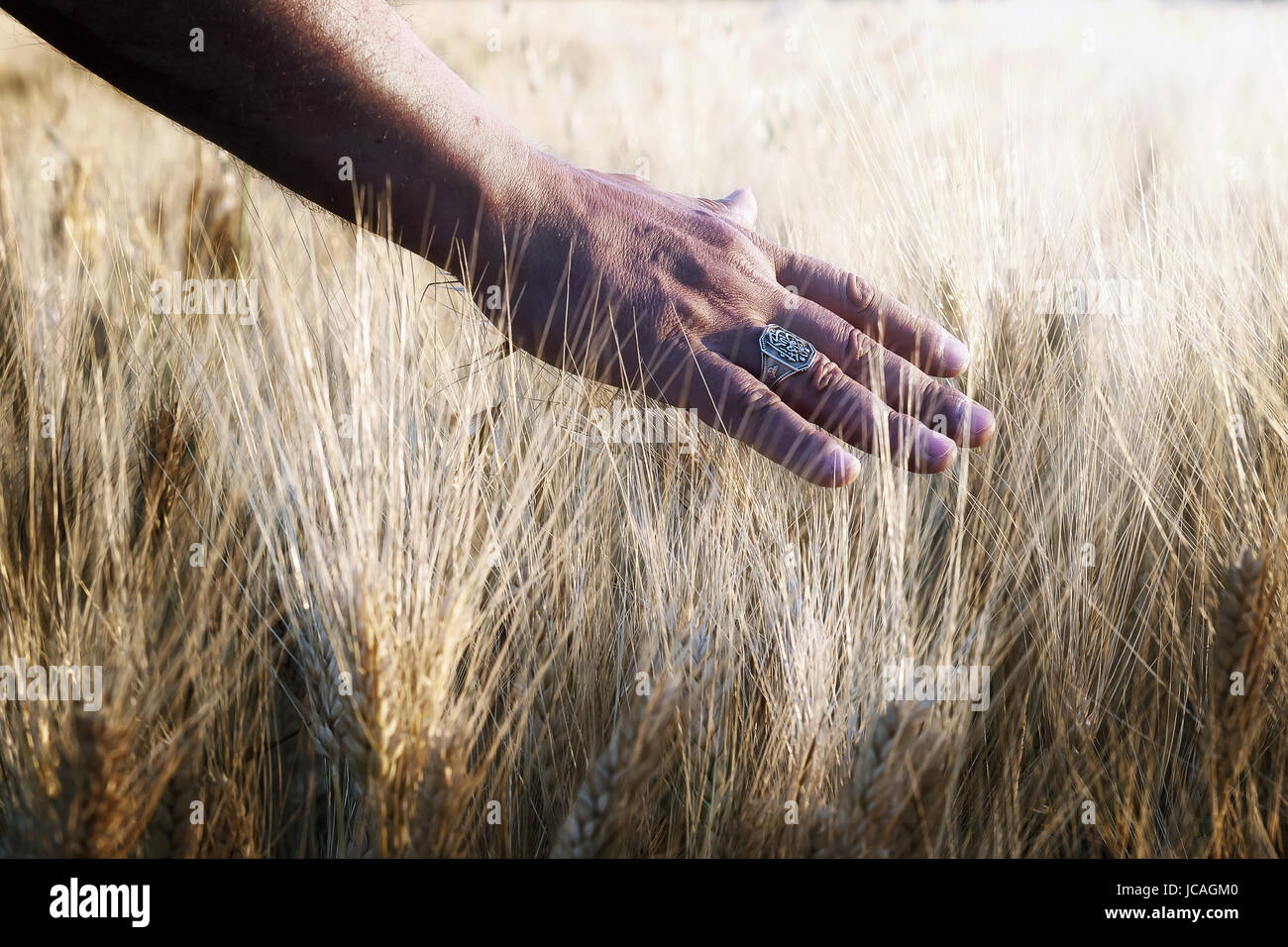 Campo di grano coltivato e una mano accarezza le steli di grano in controluce. Foto Stock
