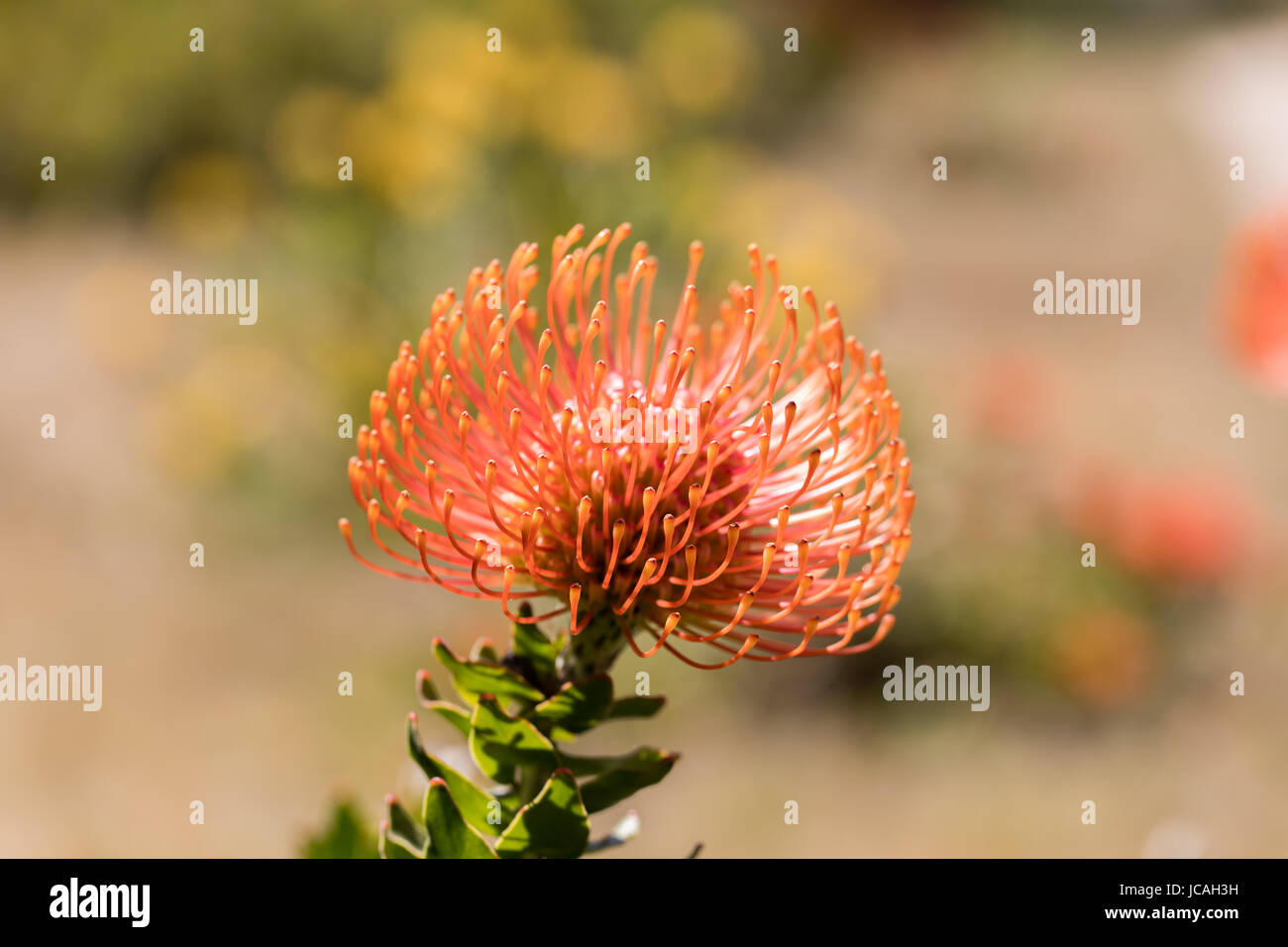 Puntaspilli Protea (Leucospermum cordifolium) aka gigante di fiamma. Foto Stock