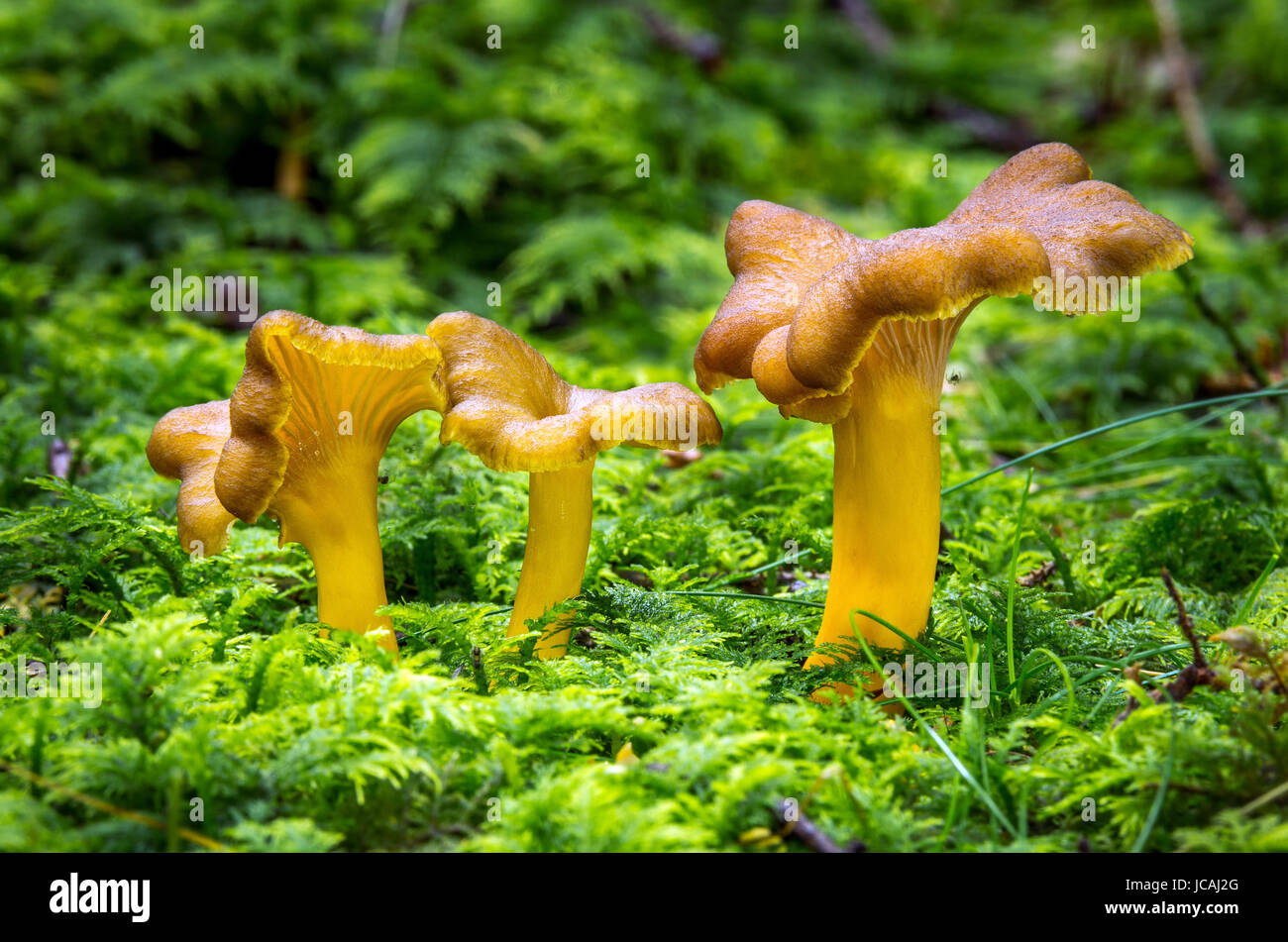 Craterellus tubaeformis. I funghi commestibili con ottimo gusto. Bio cibo. Funghi incolte. Foto Stock