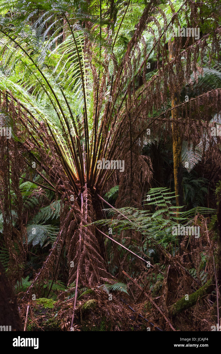 Dicksonia antarctica foresta di pioggia a Melba canalone del Parco Statale di grande Otway National Park, Vitoria, Australia. Foto Stock