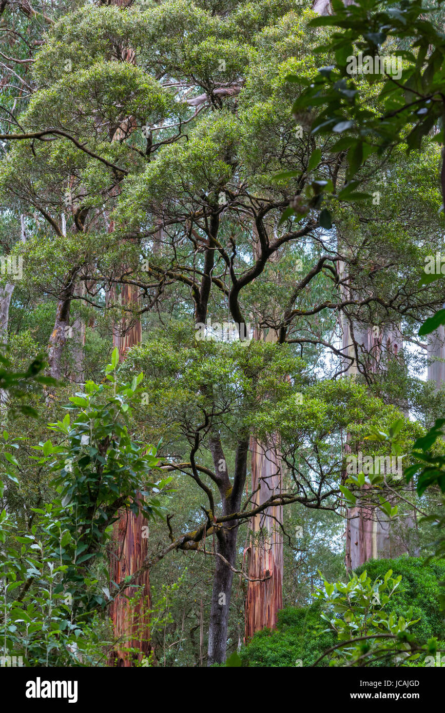 Dicksonia antarctica foresta di pioggia a Melba canalone del Parco Statale di grande Otway National Park, Vitoria, Australia. Foto Stock