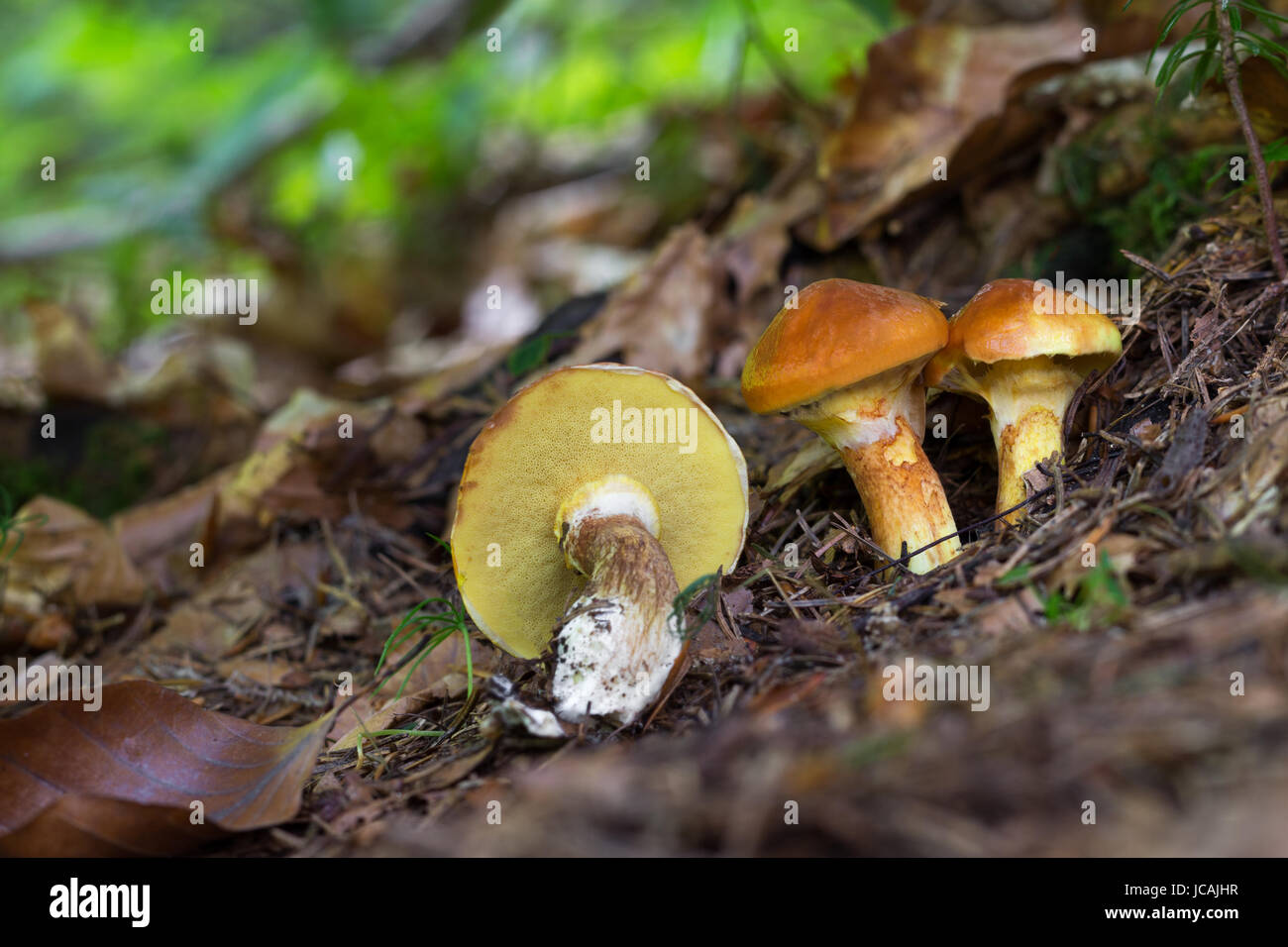 Suillus grevillei. I funghi commestibili con ottimo gusto. Bio cibo. Funghi incolte. Foto Stock