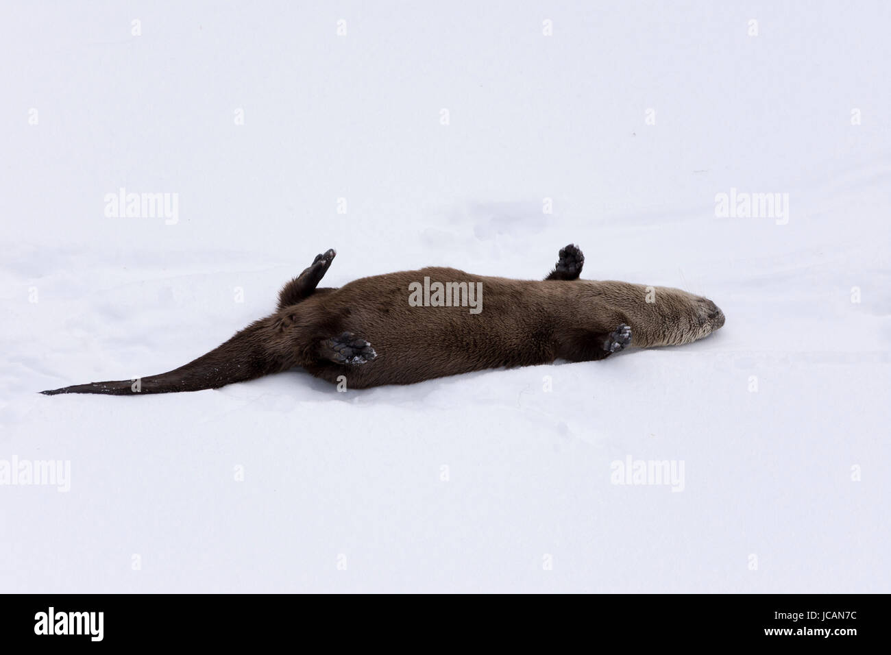 Otter relax nella neve a Lamar Valley, Yellowstone National Park febbraio 2017. Foto Stock Otter relax nella neve a Lamar Valley, Yellowstone National Park febbraio 2017. Foto Stock