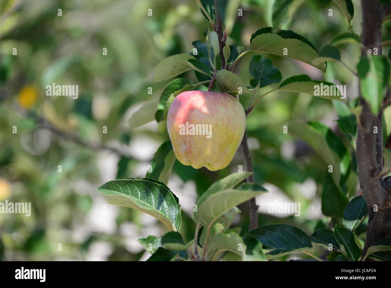 Albero di mele con mele - Spagna Foto Stock