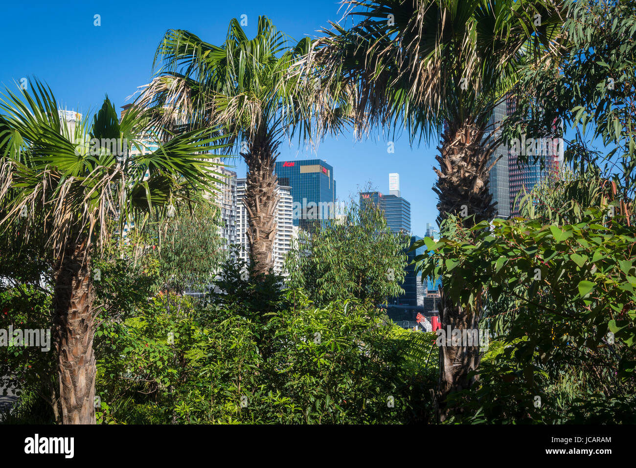 Barangaroo Riserva, un nuovo progetto di rigenerazione creazione di capezzagna paesaggistico parco aperto lo spazio, Sydney, NSW, Australia Foto Stock