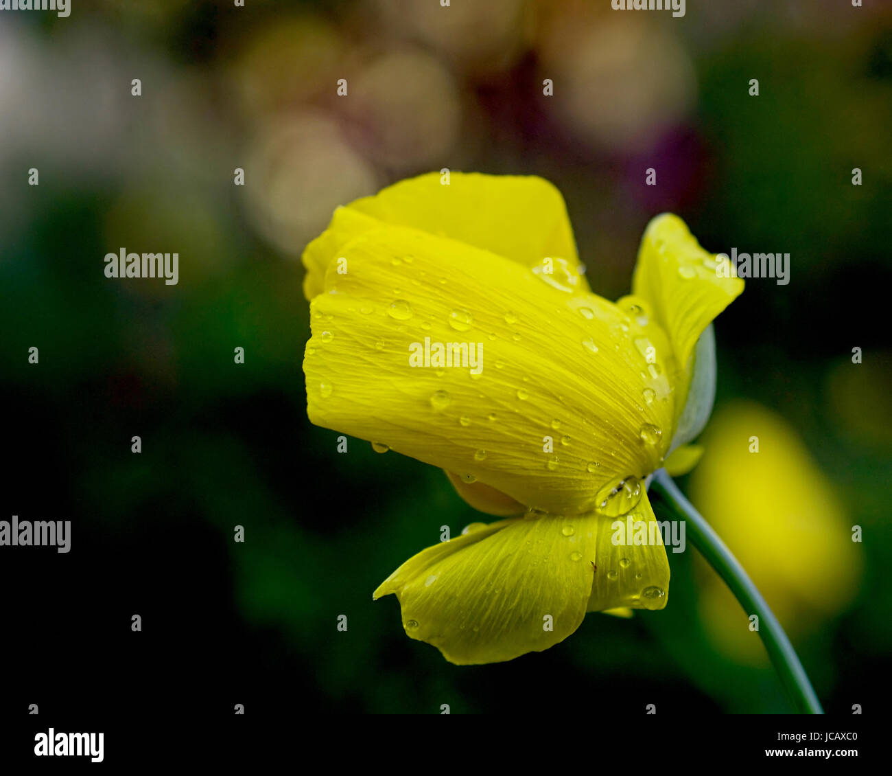 Mexican Tulip papavero, Hunnemannia fumariifolia, fiore giallo in natura contro sfondo verde scuro, visto dal lato dopo una pioggia Foto Stock