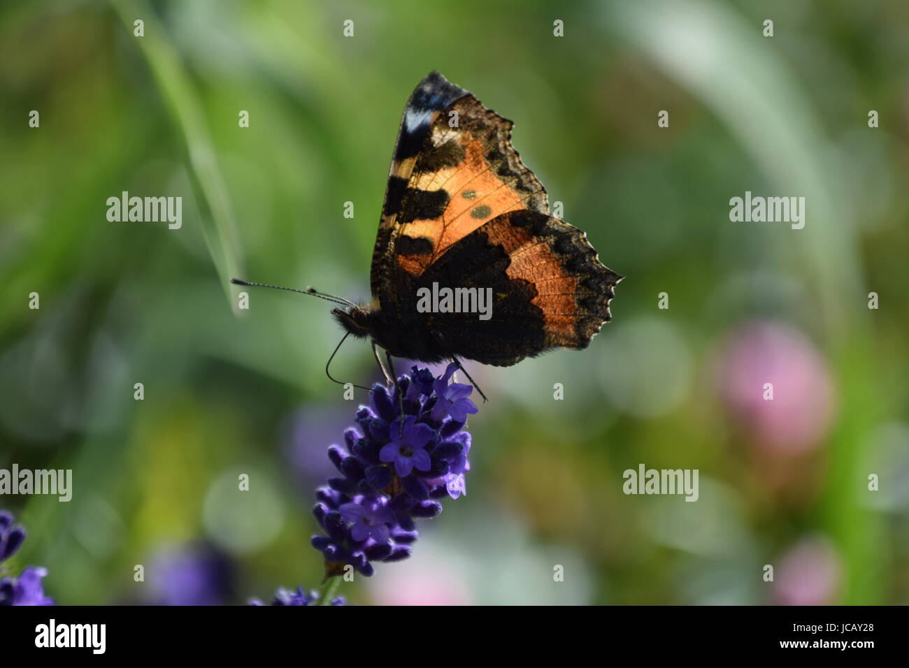 Una piccola farfalla che si alimenta con la lavanda Foto Stock