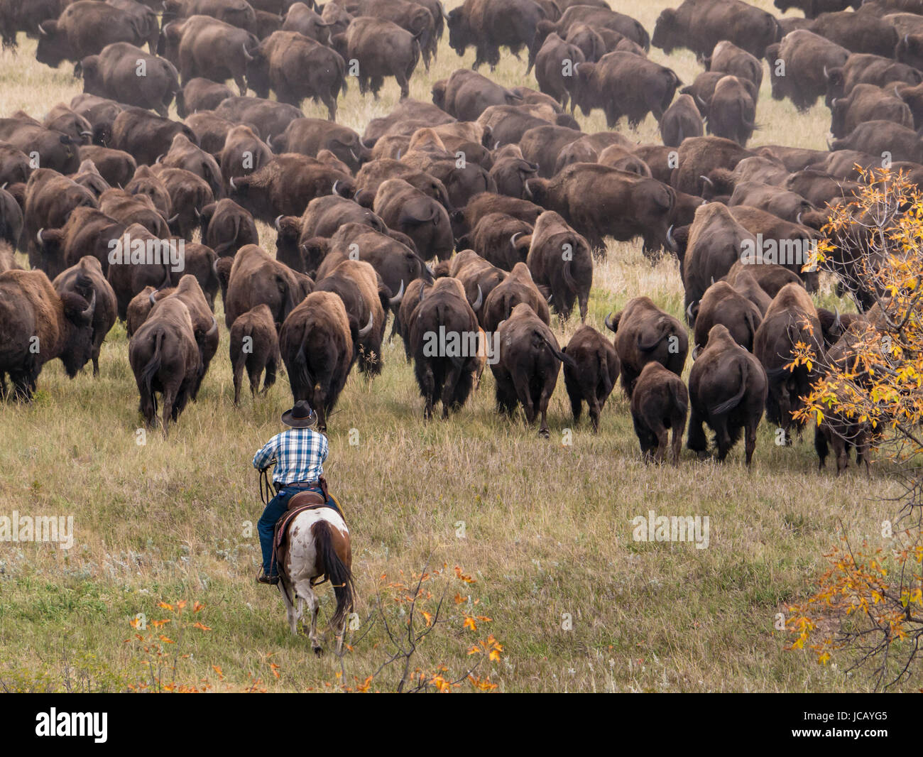 Piloti spostare la mandria di bisonti, Custer Buffalo Roundup, Custer State Park, Sud Dakota. Foto Stock