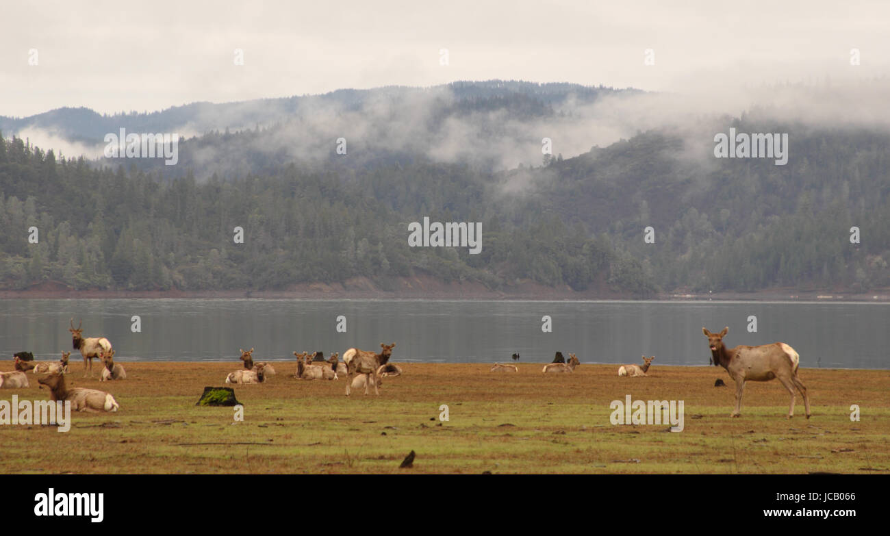 Tule Elk mandria lungo lago di montagna nel nord della California. Foto Stock