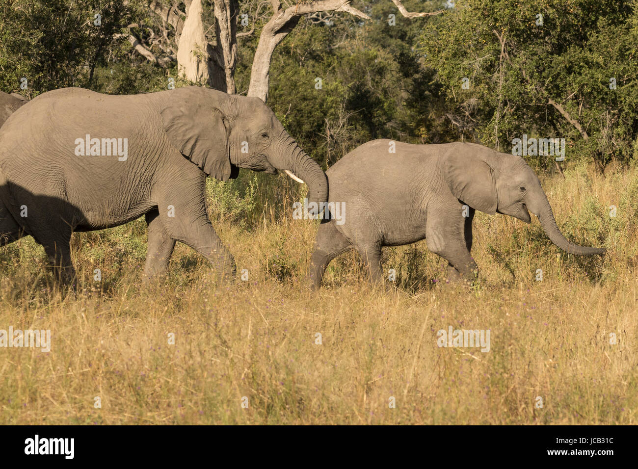 Elefante africano coppia a piedi Foto Stock