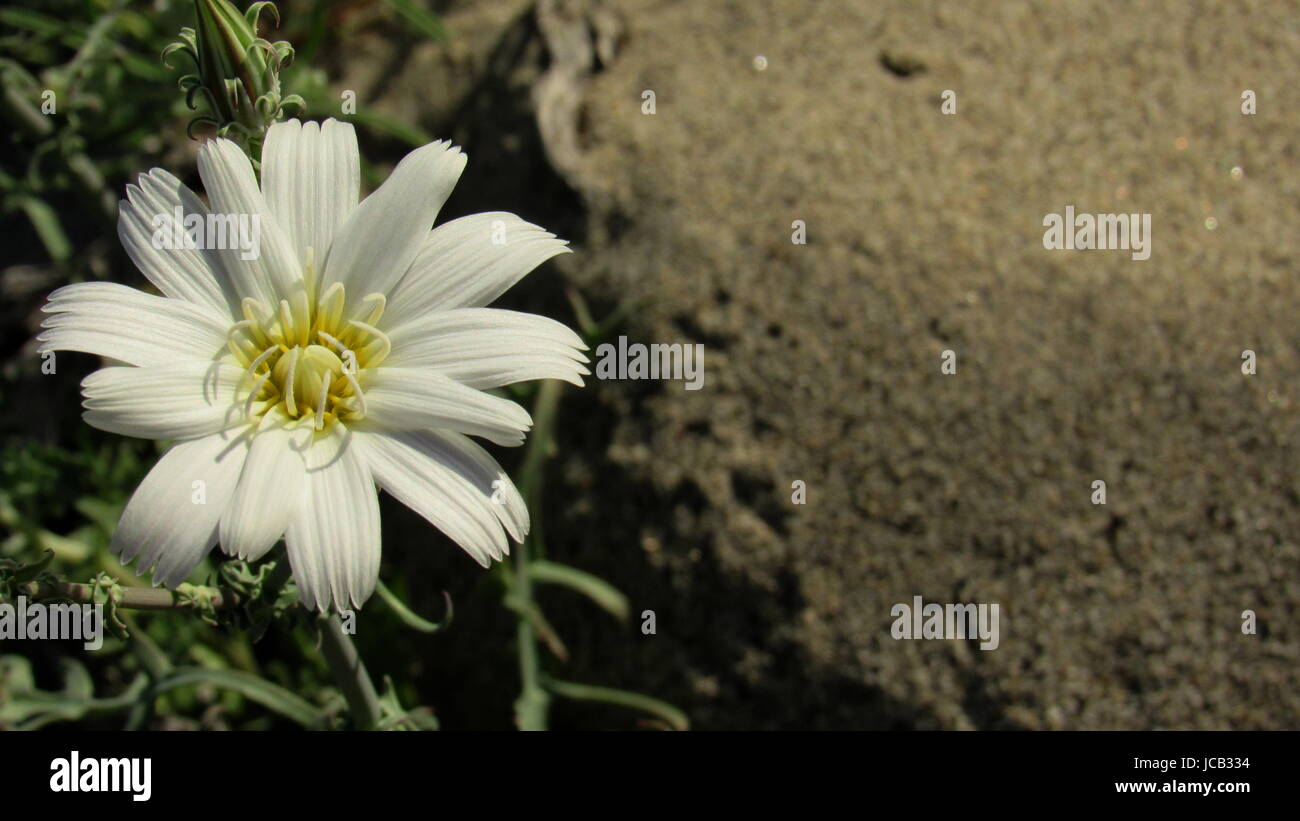 Cicoria nel deserto - White Desert Flower Rafinesquia neomexicana Anza Borrego State Park California famiglia Asteraceae. Foto Stock