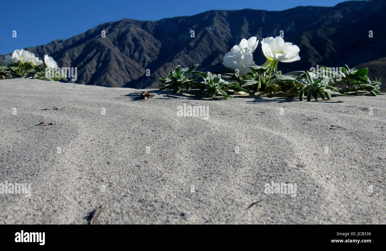 Le dune di sabbia in California del Sud durante la superbloom aveva fiori primule e girasoli Foto Stock