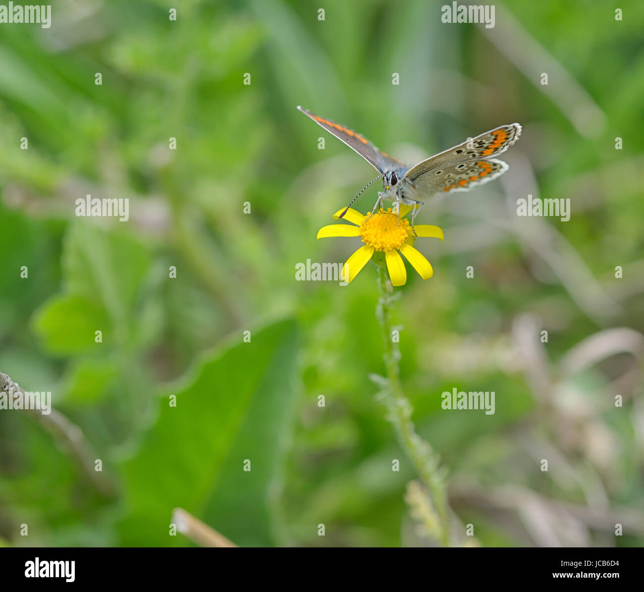 Farfalla arancione in estate fiore giallo Foto Stock