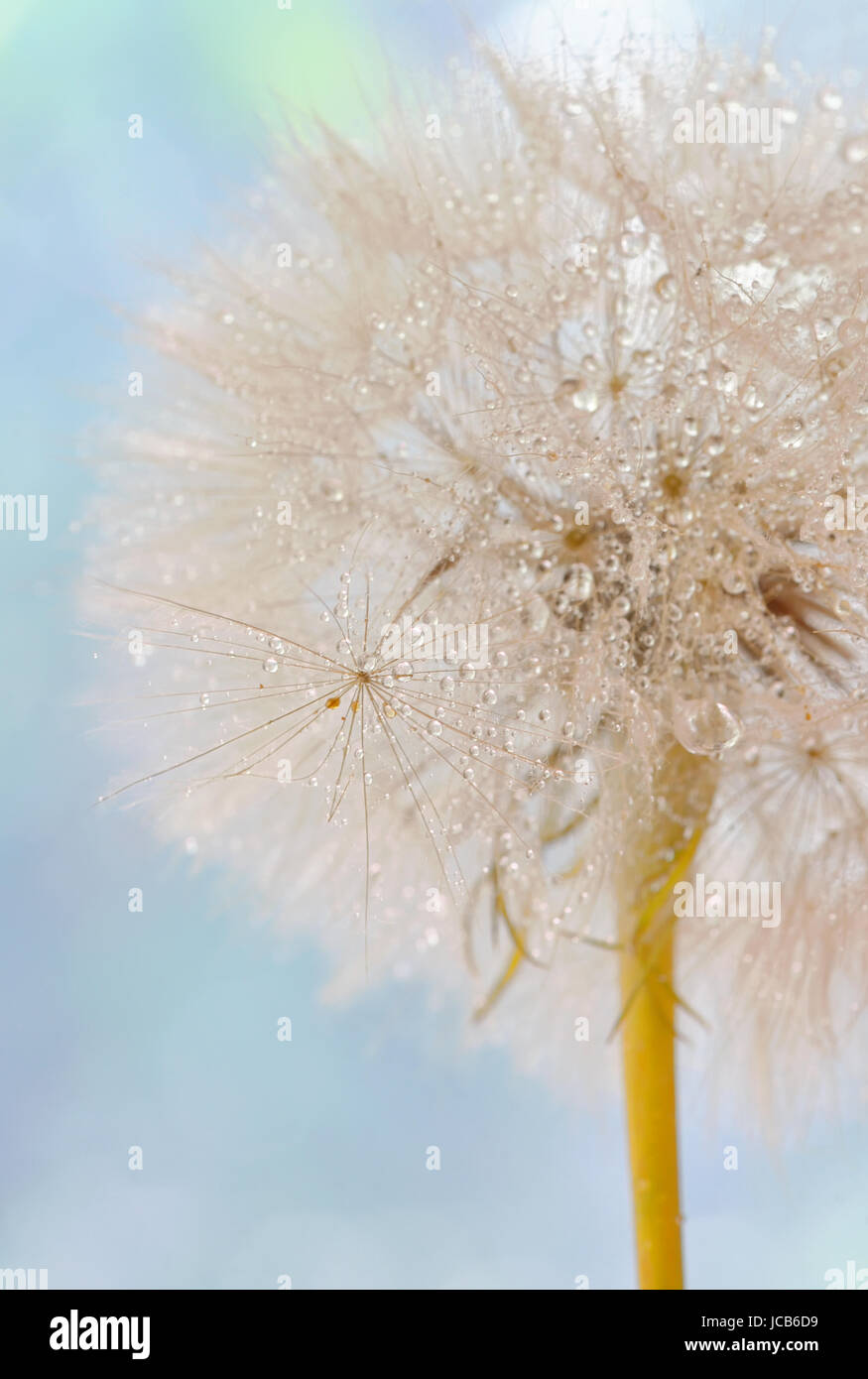 Semi di tarassaco - blowball soffici e morbidi sullo sfondo della natura Foto Stock