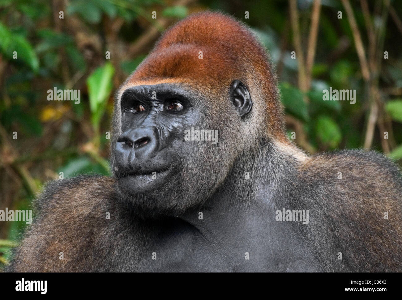 Ritratto del gorilla di pianura. Repubblica del Congo. Foto Stock