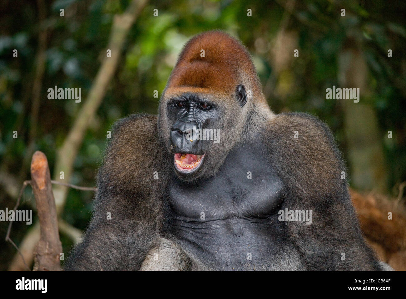 Ritratto del gorilla di pianura. Repubblica del Congo. Foto Stock