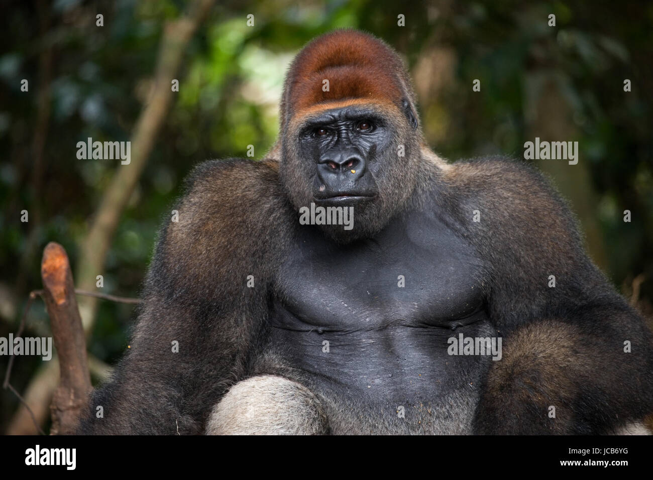 Ritratto del gorilla di pianura. Repubblica del Congo. Foto Stock