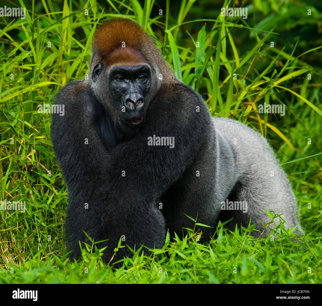 Gorilla di pianura in natura. Repubblica del Congo. Foto Stock