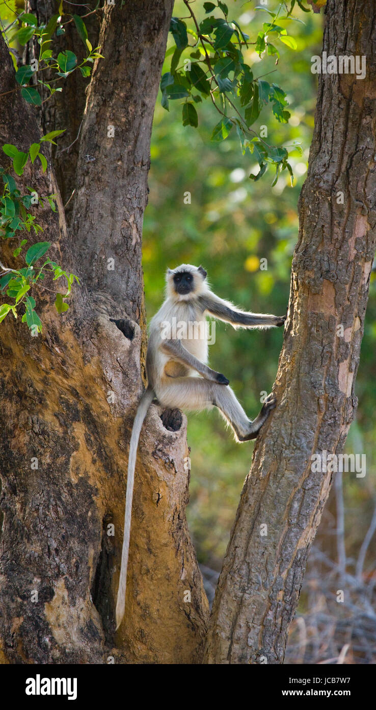 Langur scimmia seduta sull'albero. India. Parco nazionale. Foto Stock